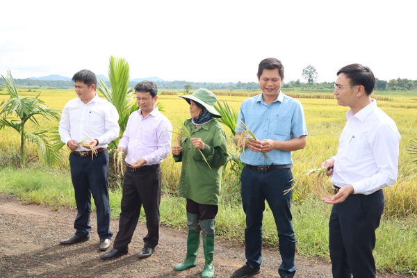 Trung tâm Khuyến nông Đắk Lắk với mô hình canh tác lúa giảm phát thải: Điểm trình diễn để nông dân học tập, nhân rộng