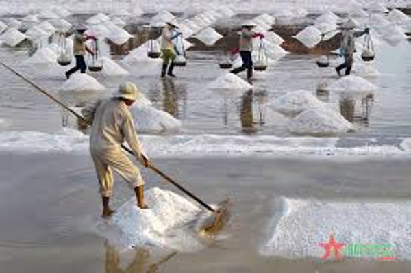 Xây dựng thương hiệu nghề muối Tuyết Diêm, thị xã Sông Cầu, tỉnh Phú Yên