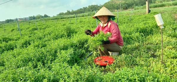 Chuyển đổi cơ cấu cây trồng: Trồng rau ngổ trên đất lúa kém hiệu quả