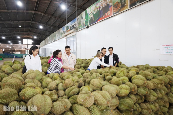 Sầu riêng Đắk Lắk: “Chạy nước rút” để vượt rào cản của thị trường nhập khẩu