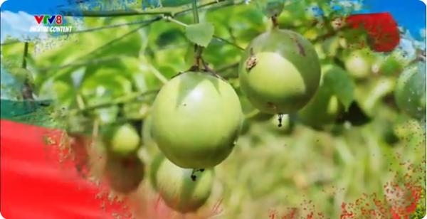 Top : Nông Nghiệp Xanh: Nuôi Thuỷ sản nước ngọt kết hợp du lịch sinh thái