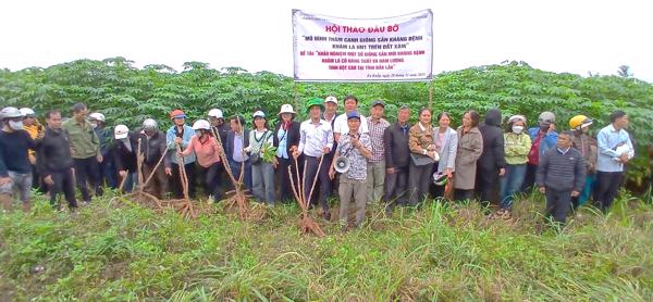 Đắk Lắk: Mô hình sắn kháng bệnh HN1, HN5 trên đất xám đạt năng suất "khủng" 40 - 45 tấn/ha