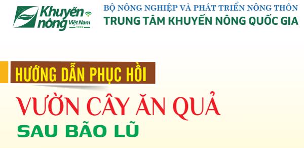 Hướng dẫn phục hồi vườn cây ăn quả sau bão lũ