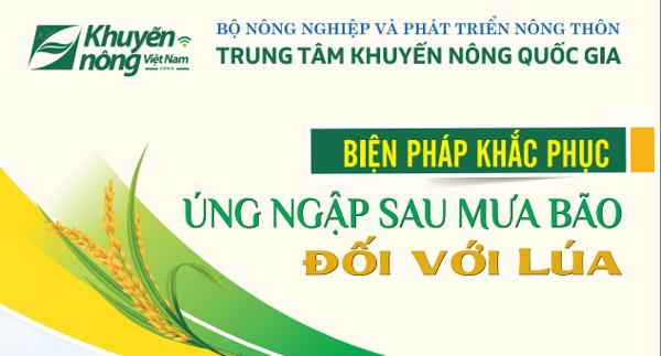 Biện pháp khắc phục úng ngập sau mưa bão đối với lúa