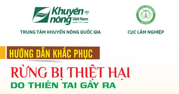 Hướng dẫn khắc phục rừng bị thiệt hại do thiên tai gây ra