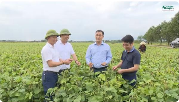 TRIỂN VỌNG TỪ GIỐNG ĐẬU XANH 12ĐX02 TẠI HÀ TĨNH