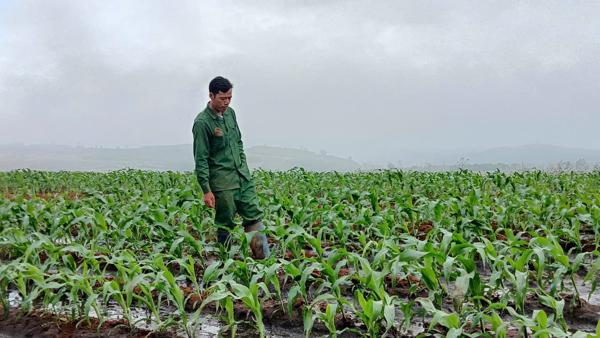 Xã Vân Hòa, tỉnh Đắk Lắk: Triển khai mô hình trồng ngô sinh khối