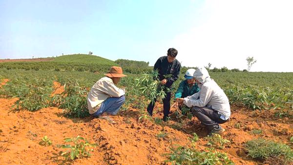 Xã Vân Hòa: Chủ động kiểm tra, hướng dẫn khắc phục dịch bệnh trên cây sắn