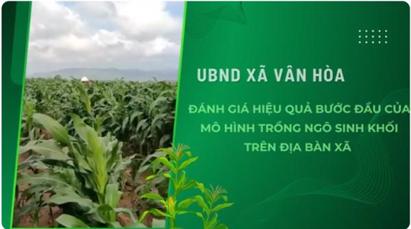 Mô hình trồng ngô sinh khối trên địa bàn xã Vân Hòa