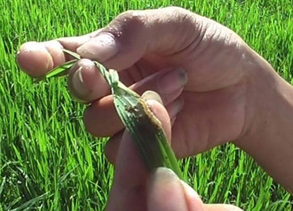 Những dịch bệnh hại cần chú ý trong tuần (từ 9 - 15/4)